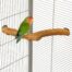 Nurgaõrs Rainforest Corner Perch