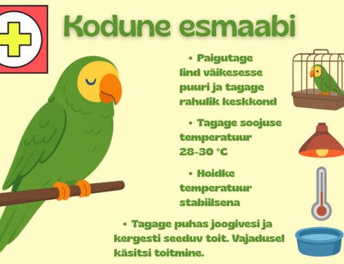 Kui papagoi haigestub: juhend koduseks esmaabiks