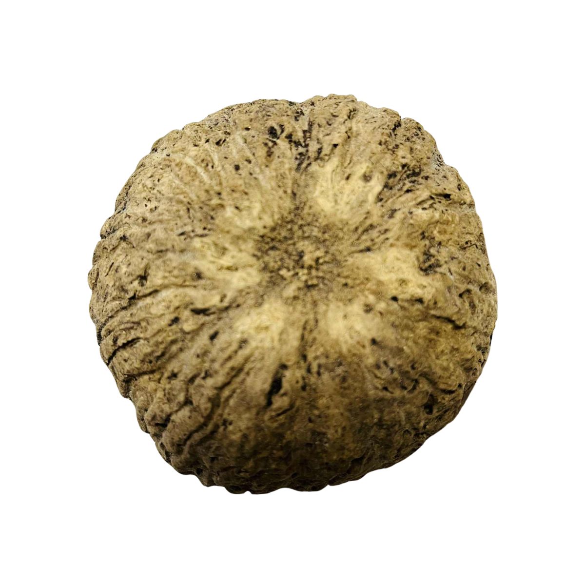 Looduslik toidukauss Discovery Bowl - Image 5