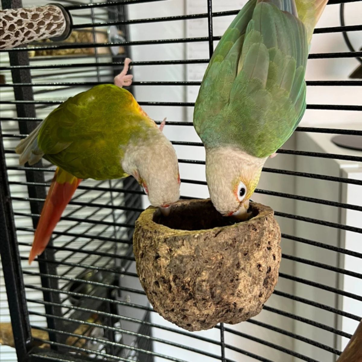 Looduslik toidukauss Discovery Bowl - Image 2