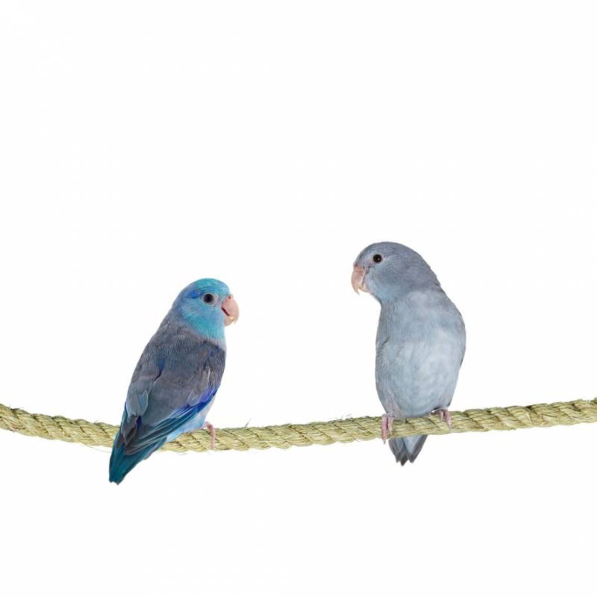 sisalköis papagoidele 200 x 1,2 cm