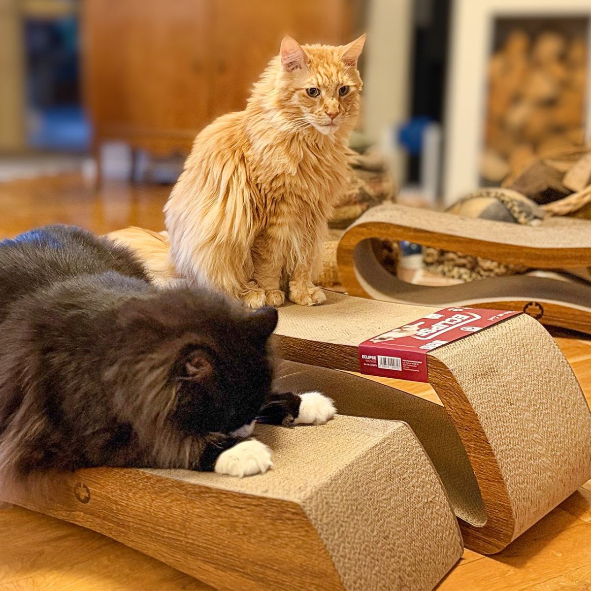 Canadian Cat Eclipse + Pulsar Walnut kassi kraapimisalused - Image 4
