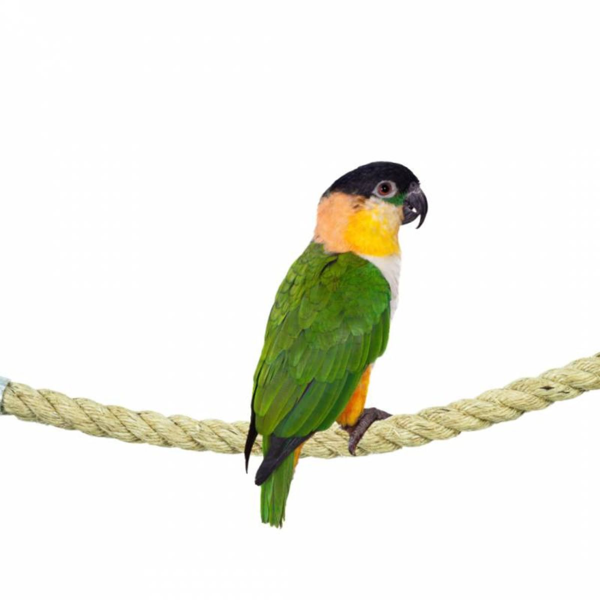 Kinnitustega sisalköis 100 cm x 1,8 cm - Image 2