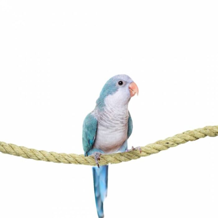 Kinnitustega sisalköis 1,8x200cm