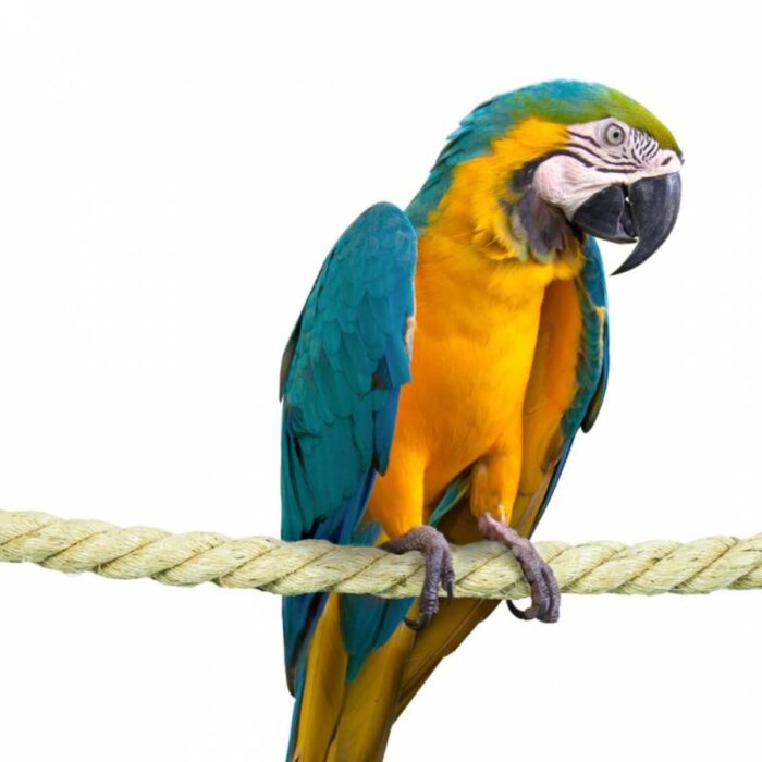 kinnitustega sisalköis 200 x 3,5 cm