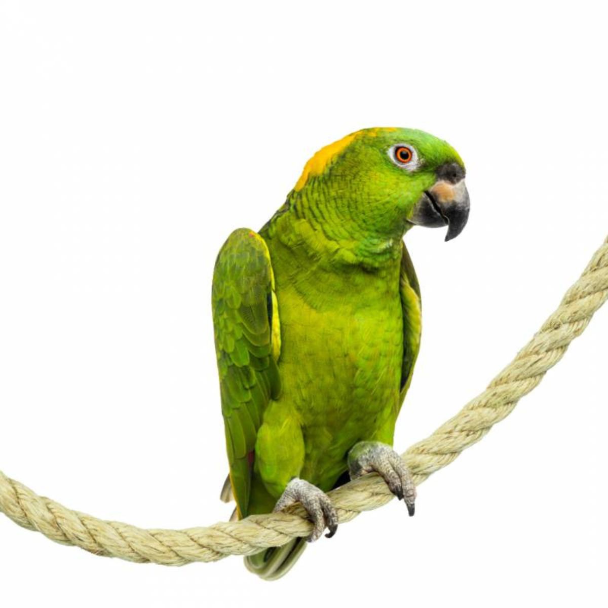 Kinnitustega sisalköis 100 cm x 2,5 cm - Image 2