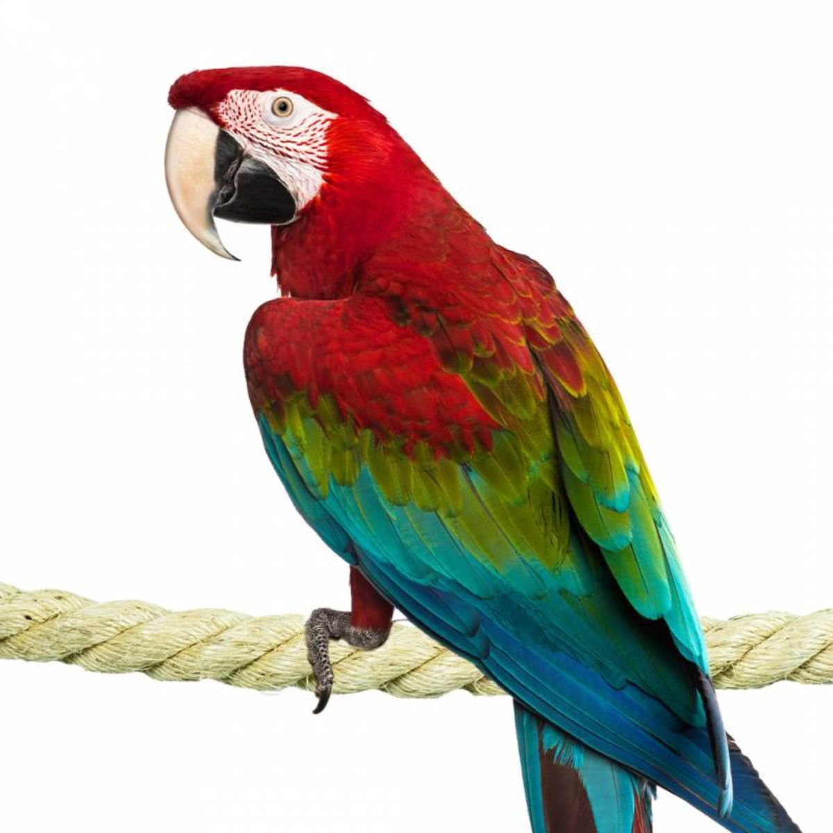 Kinnitustega sisalköis 100 cm x 3,5 cm - Image 2