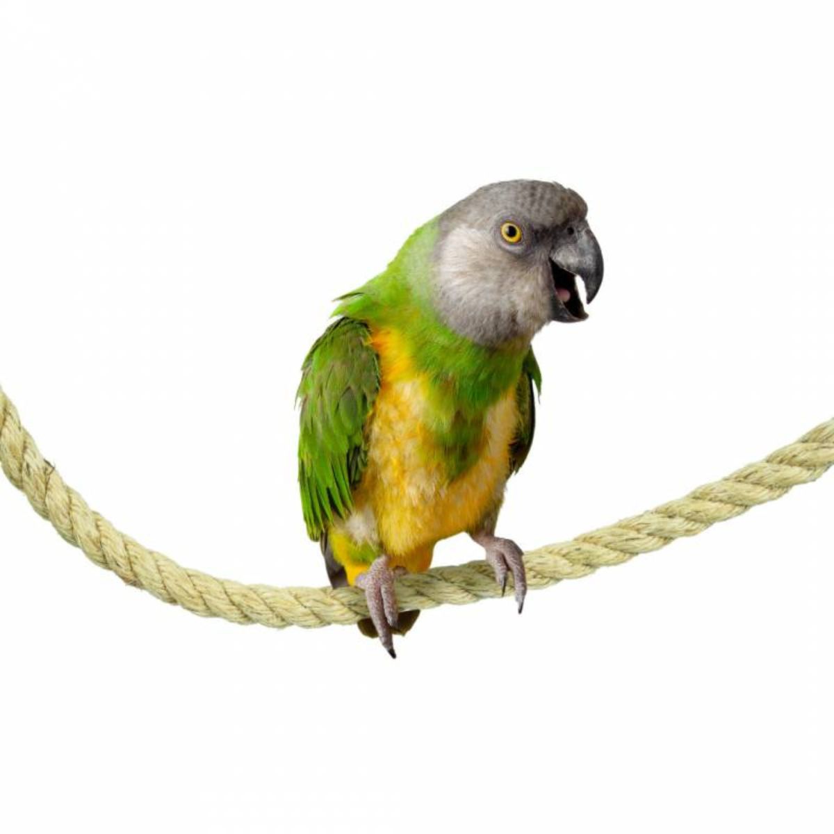 Kinnitustega sisalköis 200 x 2,5 cm - Image 2