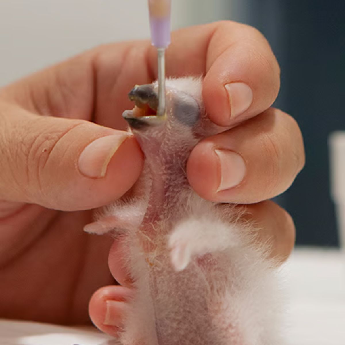 pugupiimasegu psittacus psittacine crop milk